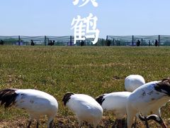 -盐城丹顶鹤湿地生态旅游区