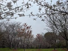 -顾村公园