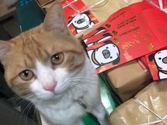 -艾泽瑞斯图文快印打印复印证件照设计名片画册(艾泽瑞斯打印复印洗照片店)