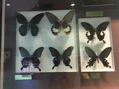-上海昆虫博物馆