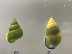 -青岛贝壳博物馆