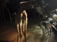 -清迈夜间动物园