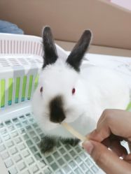 -Moni星球萌宠·小马宝莉·灵蛇·高端高阶全萌宠互动体验俱乐部(红豆国际广场店)