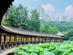 -龙头寺公园