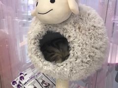 -FAELING PETS美天灵宠物(富力广场店)