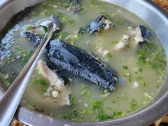 鲟鱼-青龙潭鱼庄