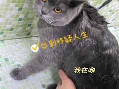 -瑞鹏宠物医院·微创内窥镜·骨外科·牙科(翠竹分院)