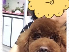 -翊宠yipet猫狗购宠庄园犬舍•猫舍