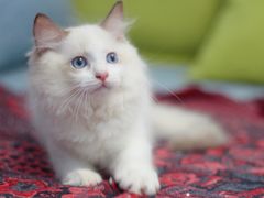 -Bastet sally猫舍购宠(静安店)