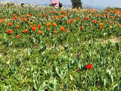 -径山花海