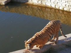 -横道河子东北虎林园