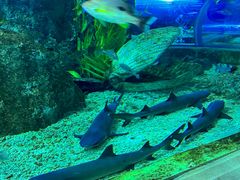 -芜湖新华联大白鲸海洋公园