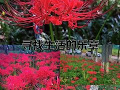 -升仙湖公园