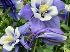 -郑州中国绿化博览园