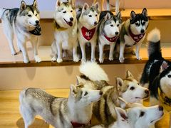 -Husky Go! 哈士奇体验馆·宠物咖啡厅狗咖
