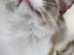 -李小姐の猫咖啡馆(五角场店)