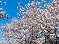 -新虹桥中心花园