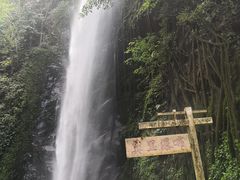 -莫里热带雨林景区