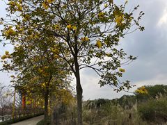 -天适樱花悠乐园