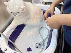 -PETKIT小佩宠物·低压洗护(国顺东路店)