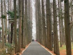 -东平国家森林公园