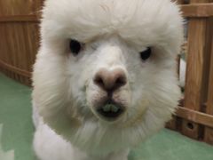 -藦茜花园宠物主题亲子互动体验馆(国顺东路店)