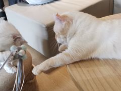 -猫腻·猫咖·撸猫馆(星光大道店)