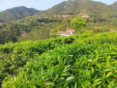 -雁南飞茶田景区