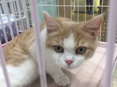 -藏猫猫咖啡主题馆(中央大道店)