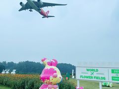 -空港花田景区