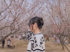 -香雪海