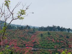 -木兰云雾山
