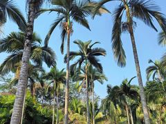 -中国科学院西双版纳热带植物园