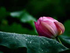 -陈家山荷花公园