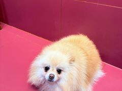 -和它·交个朋友·狗咖猫咖(爱琴海店)