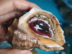 -四海蒸鲜蒸汽海鲜自助(北戴河店)