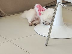 -怪兽屋·羊驼·猫咖·狗咖(俊华广场店)