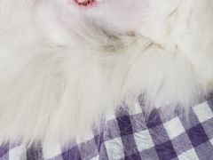 -美联众合动物医院·24h京西诊疗中心