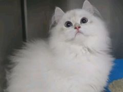 -爱妮康宠物医院·干细胞免疫细胞·肿瘤·心脏(张江店)