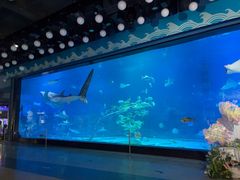-烟台海昌鲸鲨海洋公园