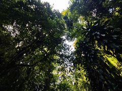-莫里热带雨林景区