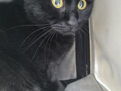 -中农国际动物医院24小时·猫科·骨科·急重症中心