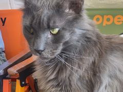 -平行世界·猫咖(首经贸店)