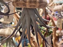 -奥兰多迪士尼动物王国乐园