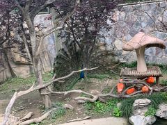 -上海野生动物园