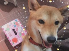 -柴犬高等学院·狗咖·柴犬售卖·宠物训练