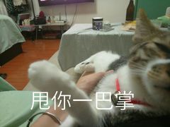 -恒康宠物医院(司背后街店)