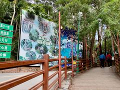 -西双版纳原始森林公园