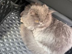 -老吴的猫·猫舍(新区店)