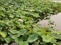 -荷塘月色湿地公园·向阳花洲